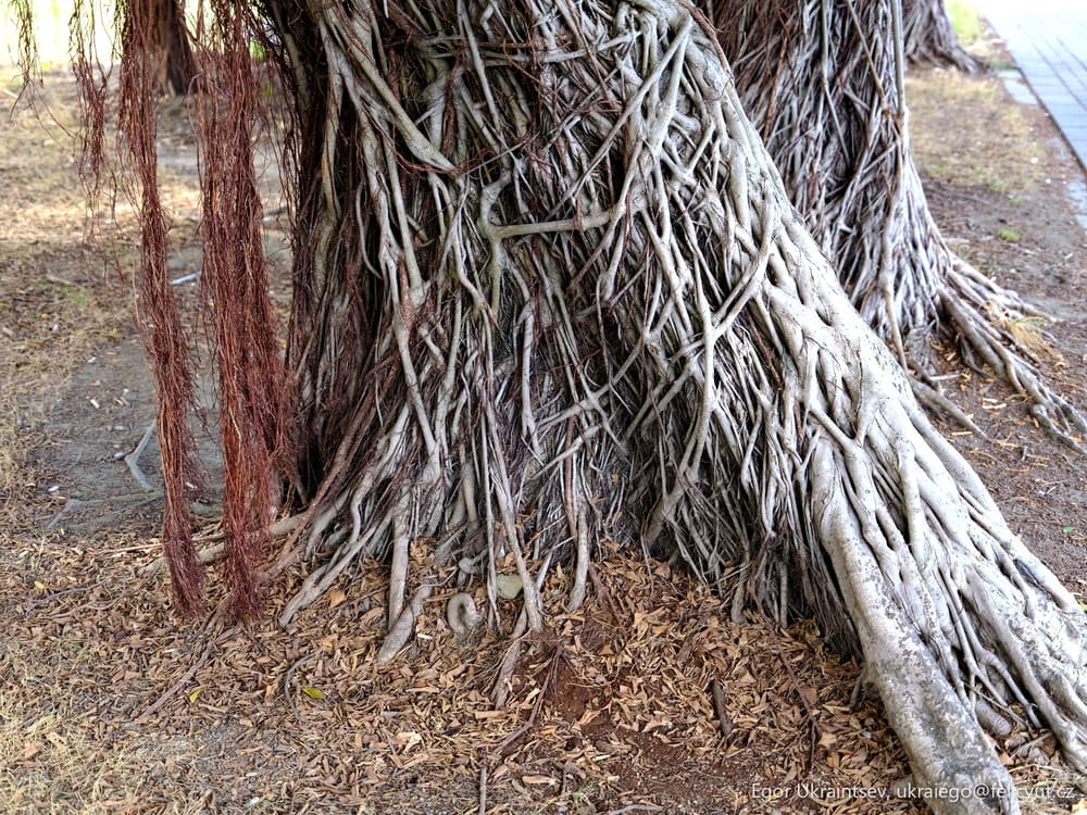 Tree with roots on it