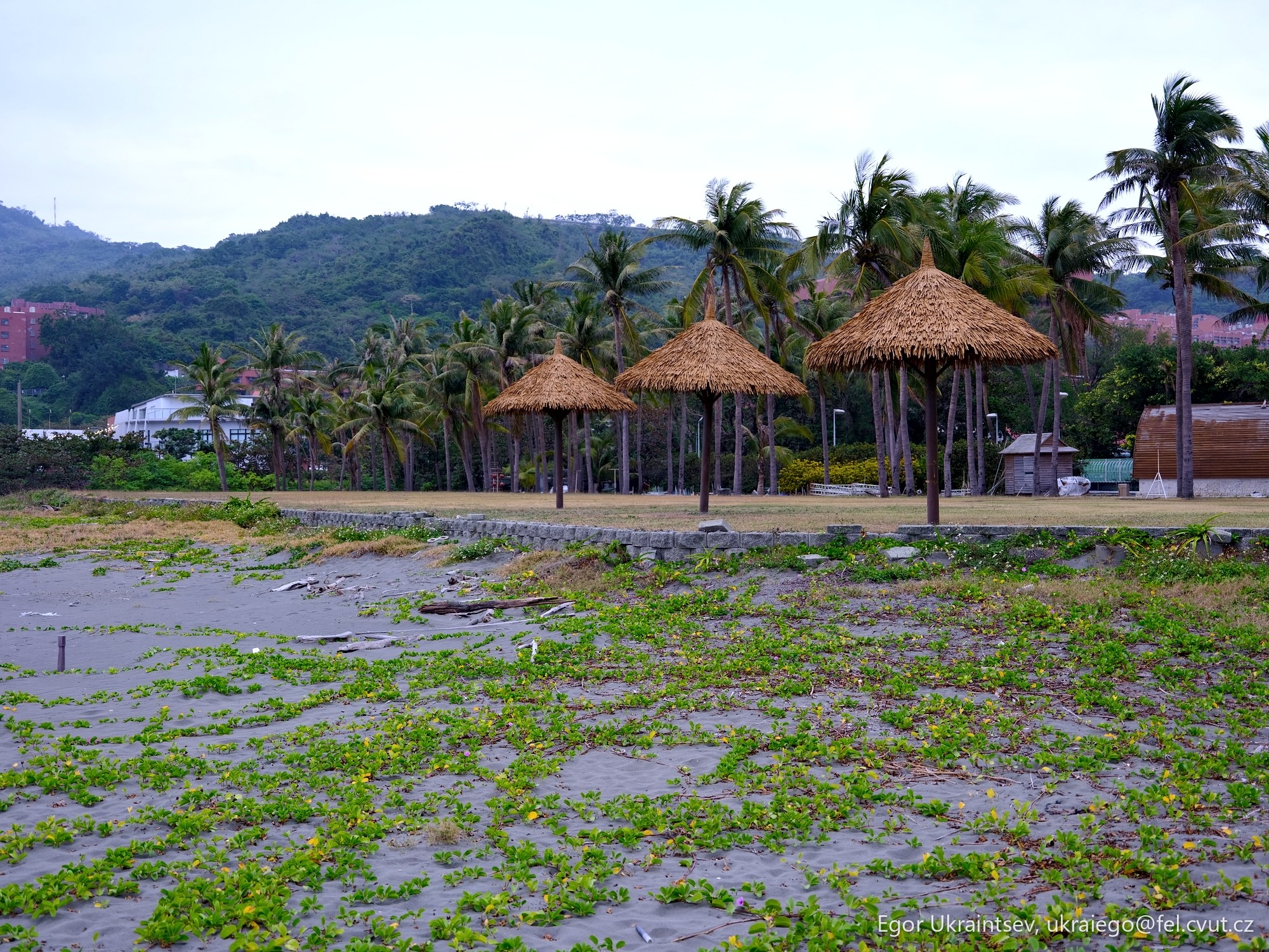 Beach with palm trees