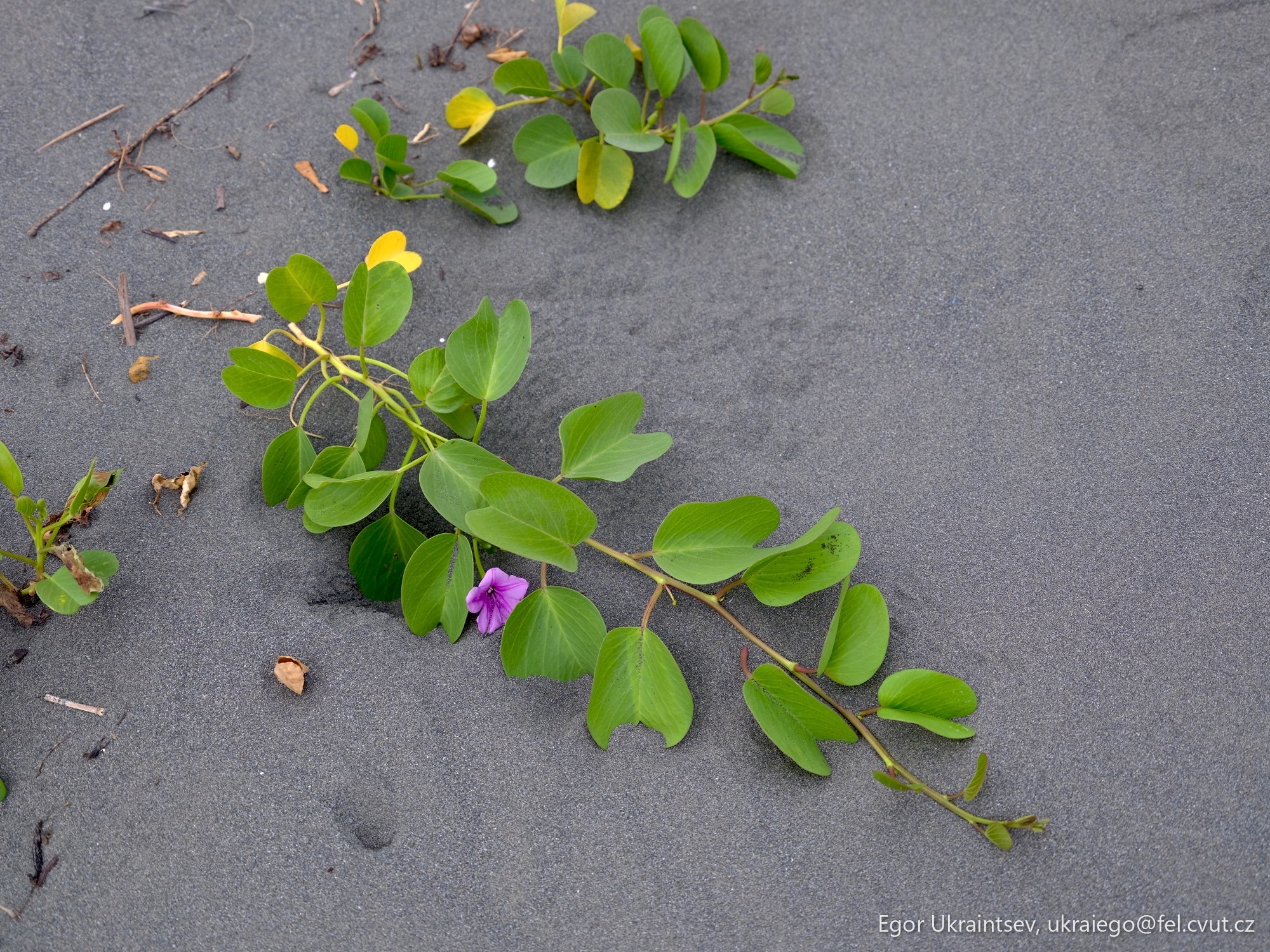 Purple flower on the ground