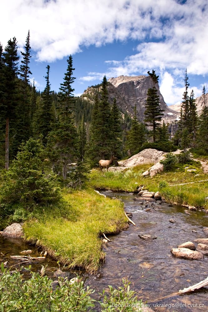 Mountain stream in the rocky