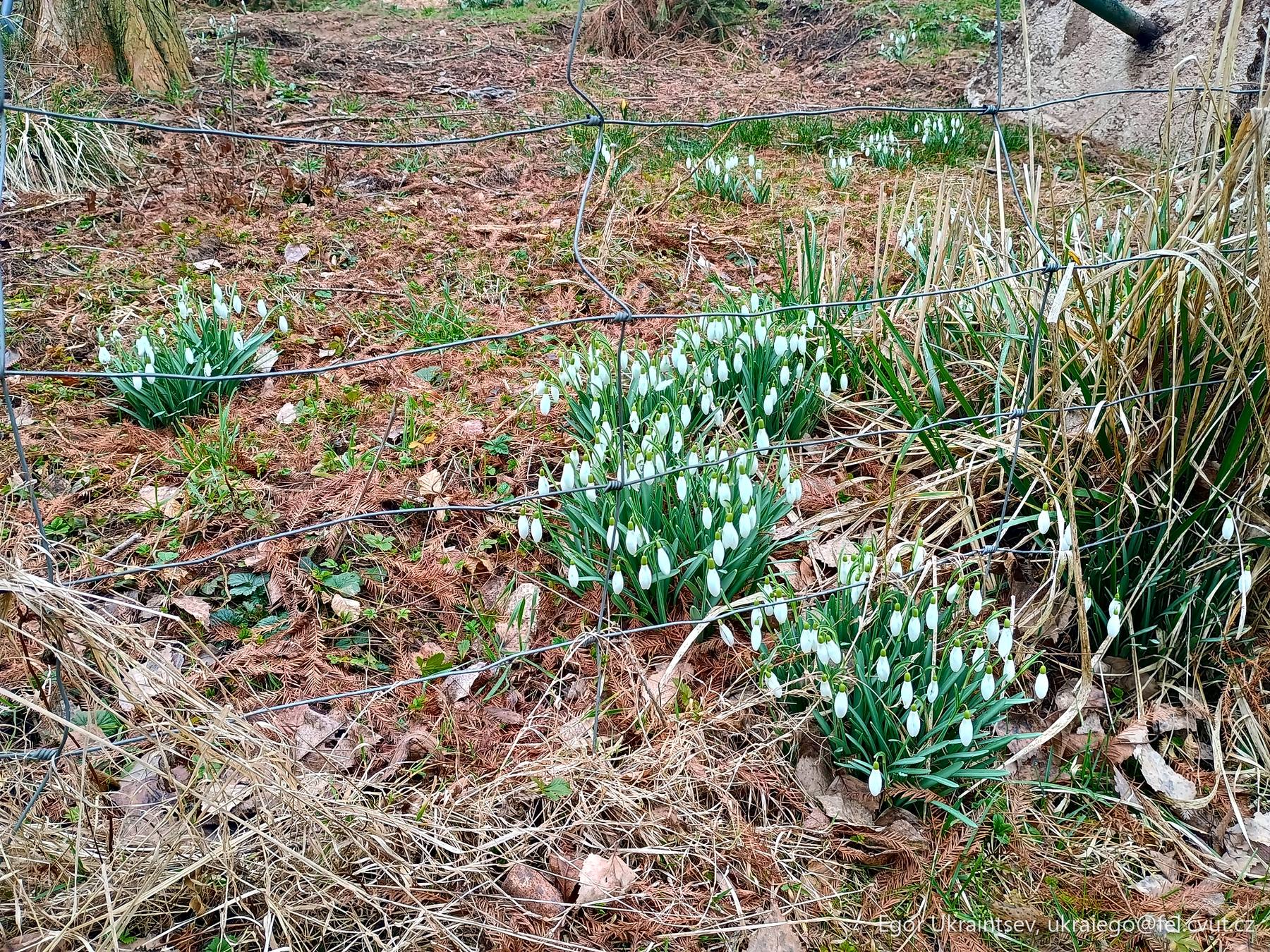 Snowdrops growing in the garden
