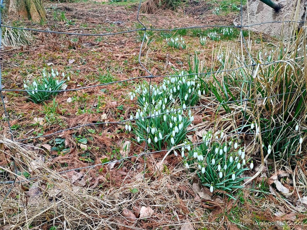 Snowdrops growing in the garden