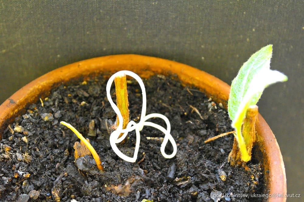 Plant in a pot