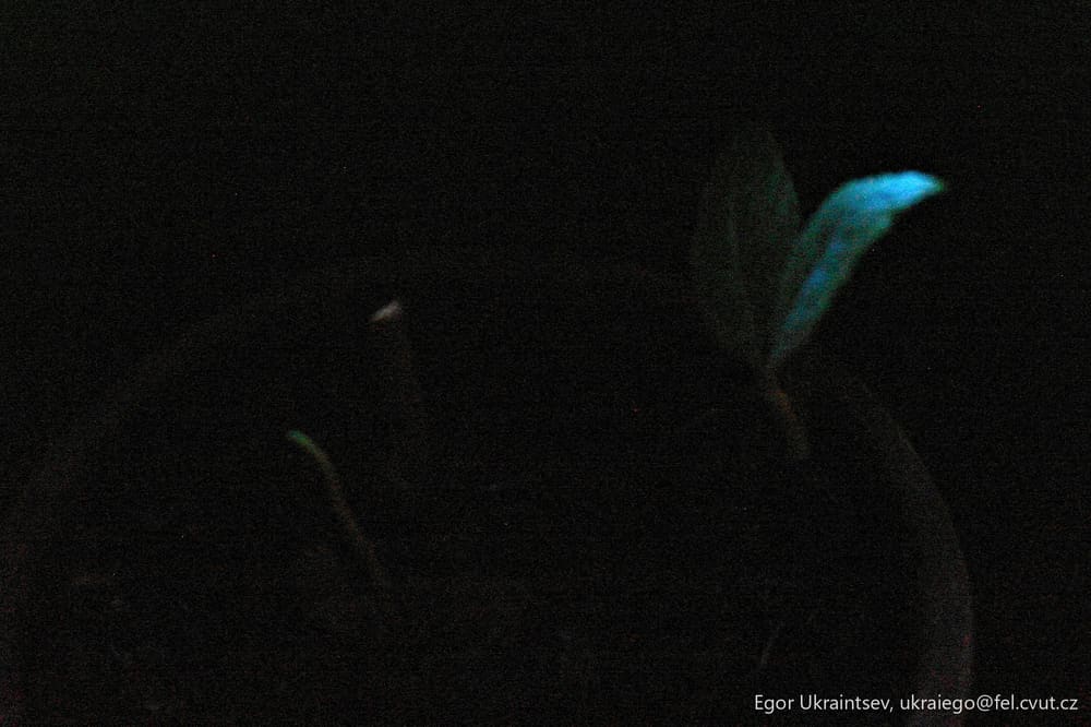 Elephant in the dark