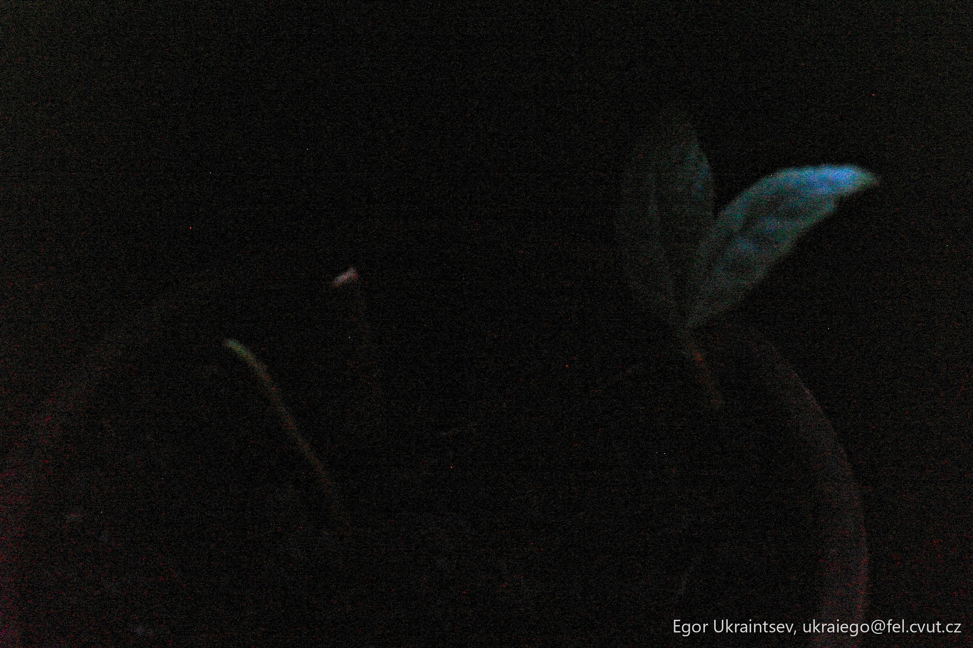 Bird in the dark