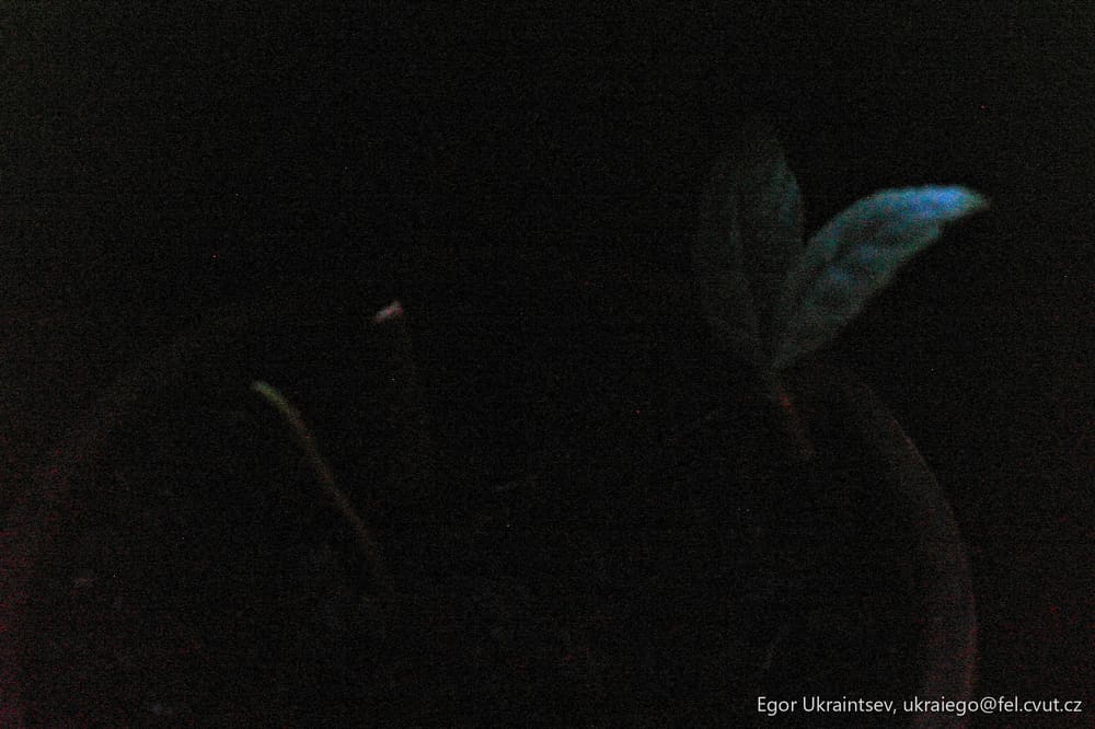 Bird in the dark