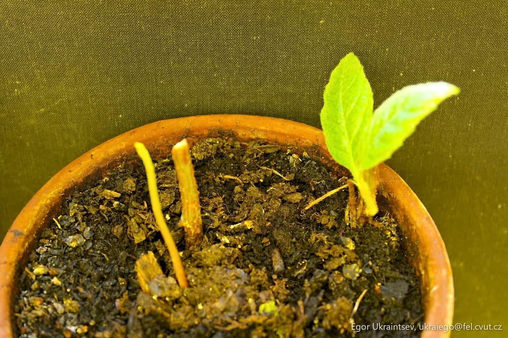 Plant in a pot