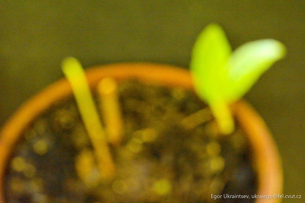 Plant in a pot