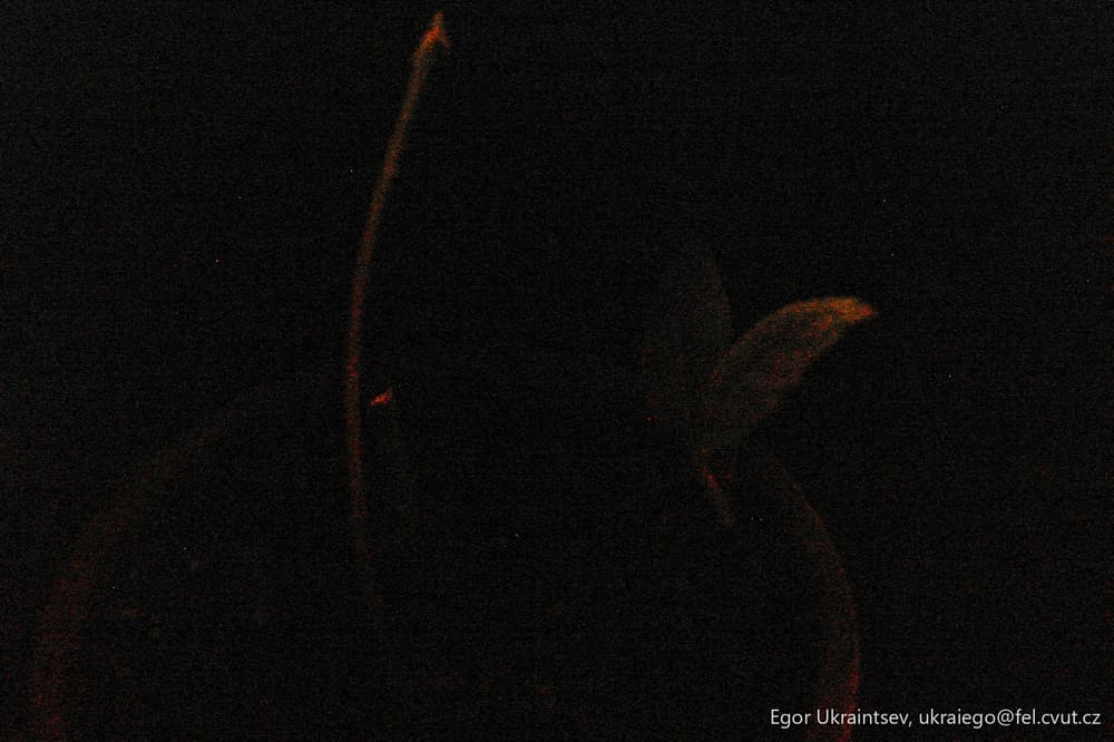 Cat in the dark