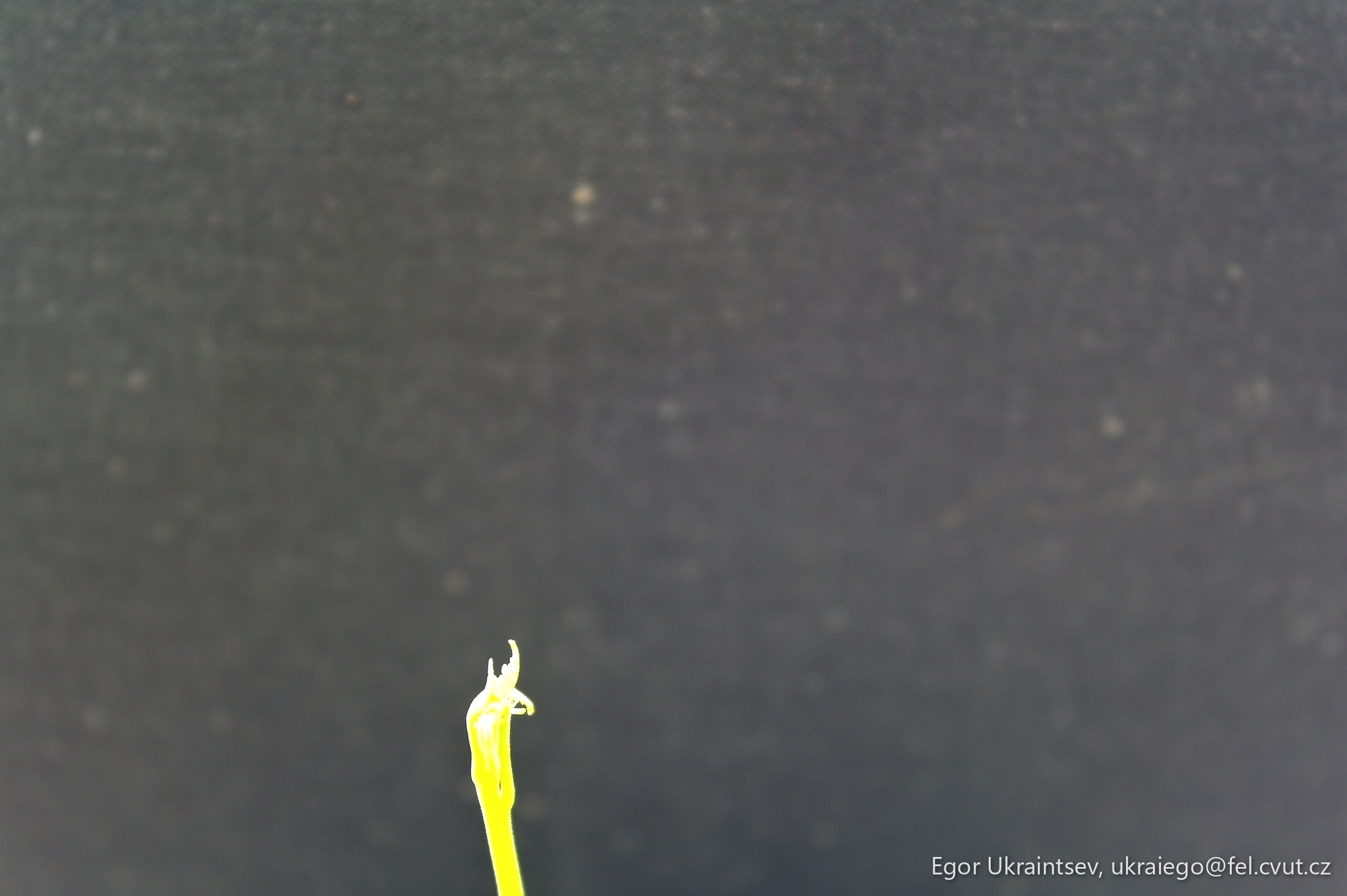 Yellow flower on a black