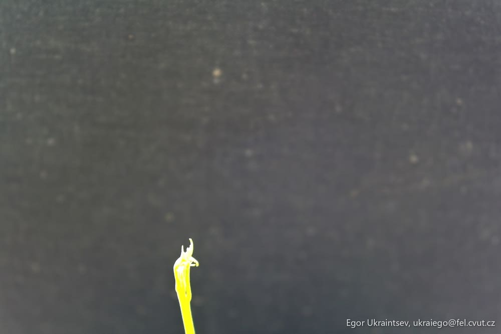 Yellow flower on a black