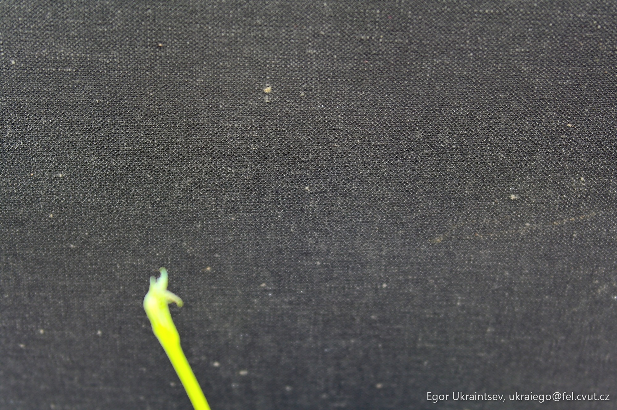Green plant on a black
