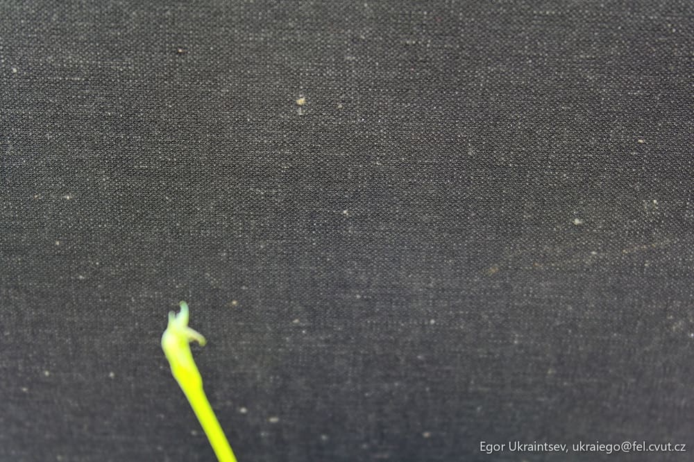 Green plant on a black
