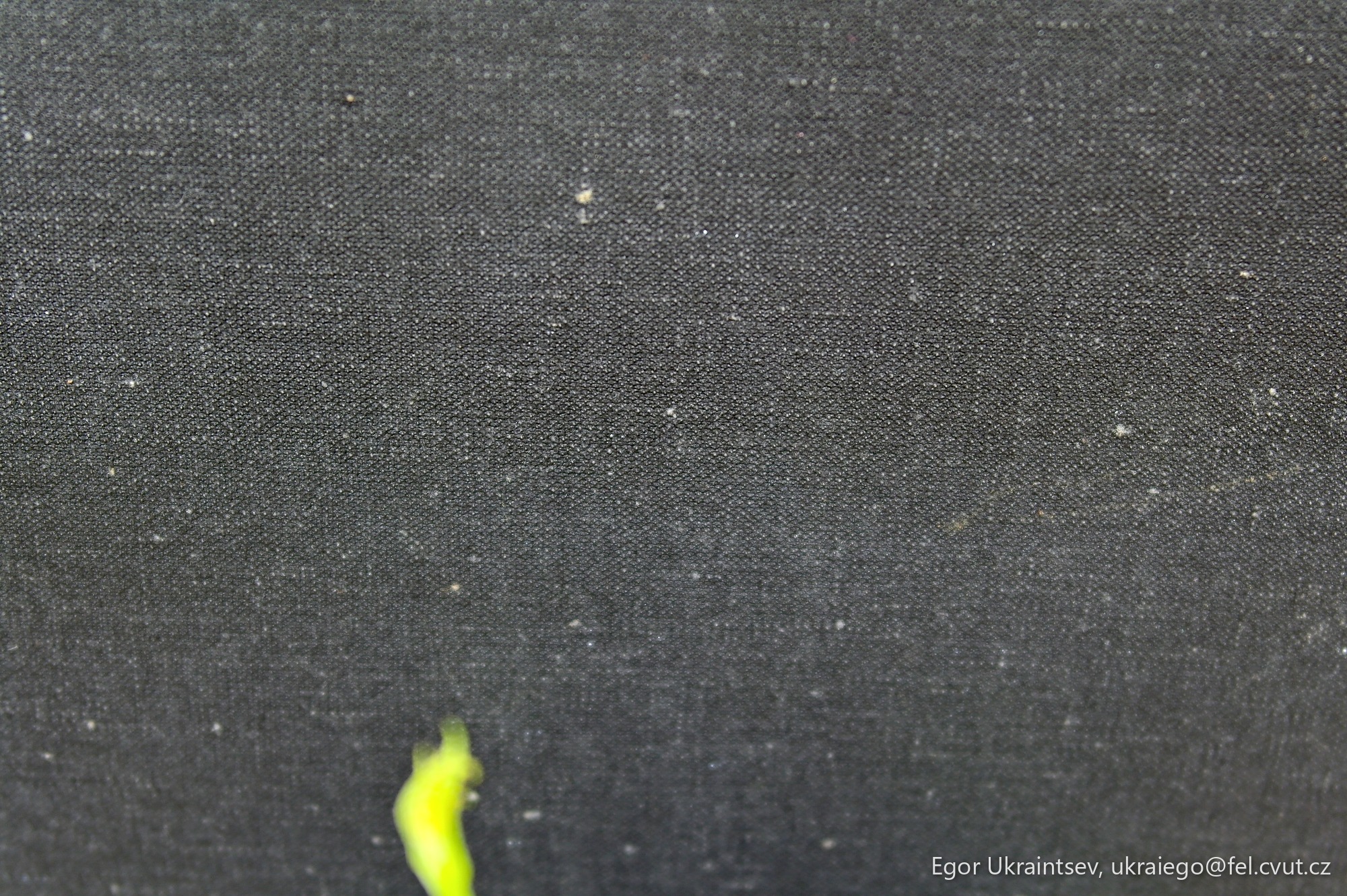 Green plant on a black