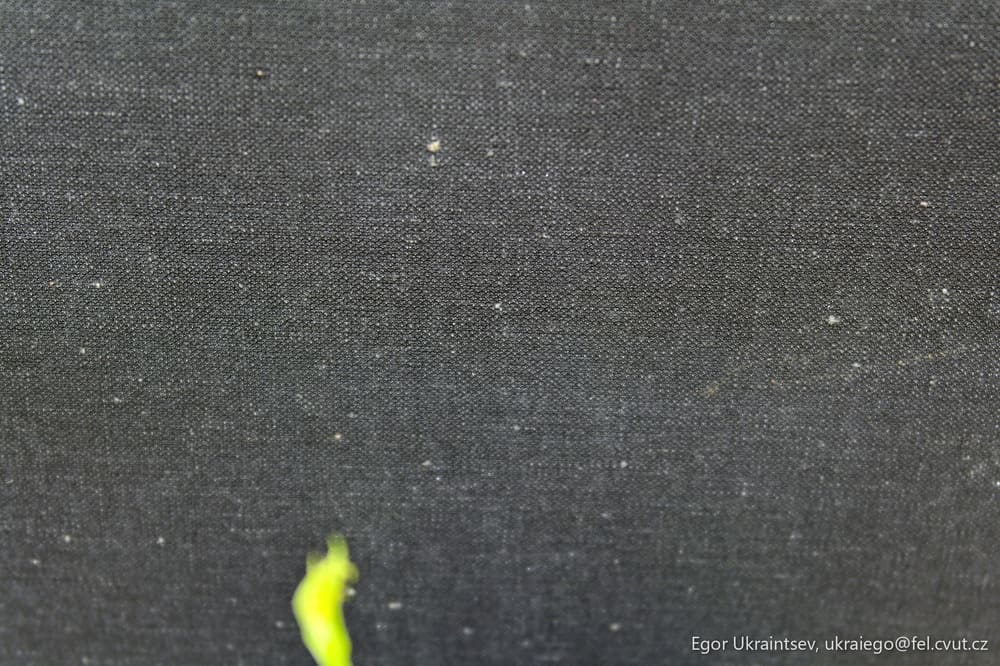 Green plant on a black