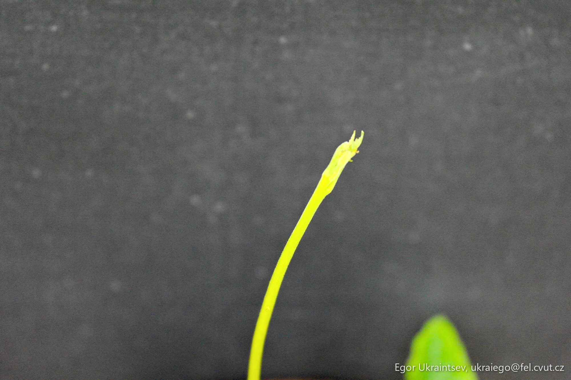 Plant with a black