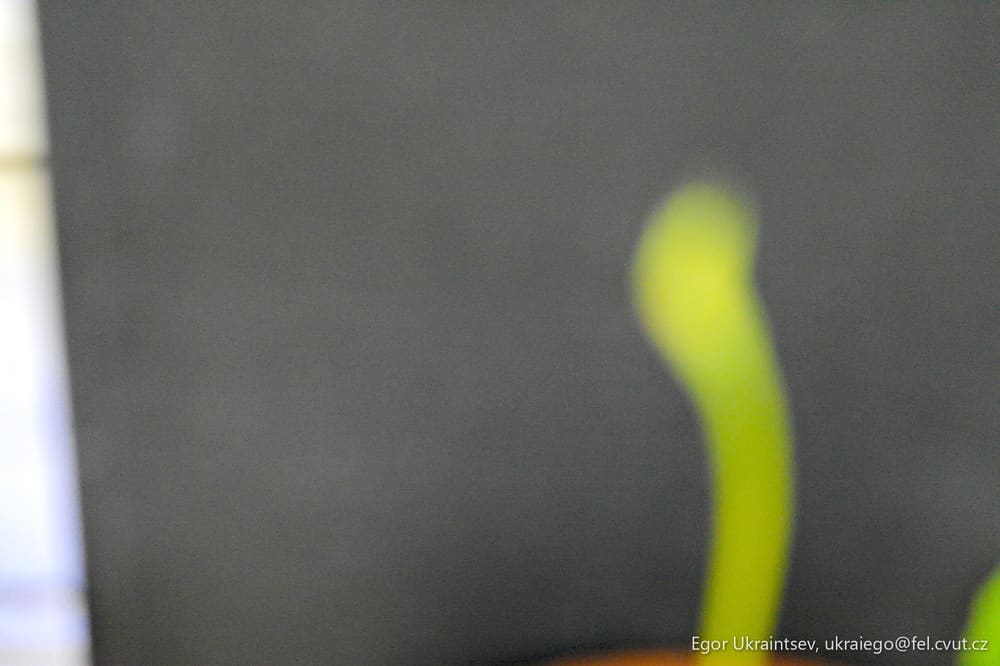 Flower in a vase
