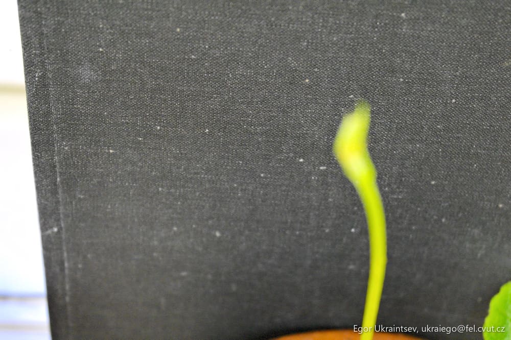 Plant growing out
