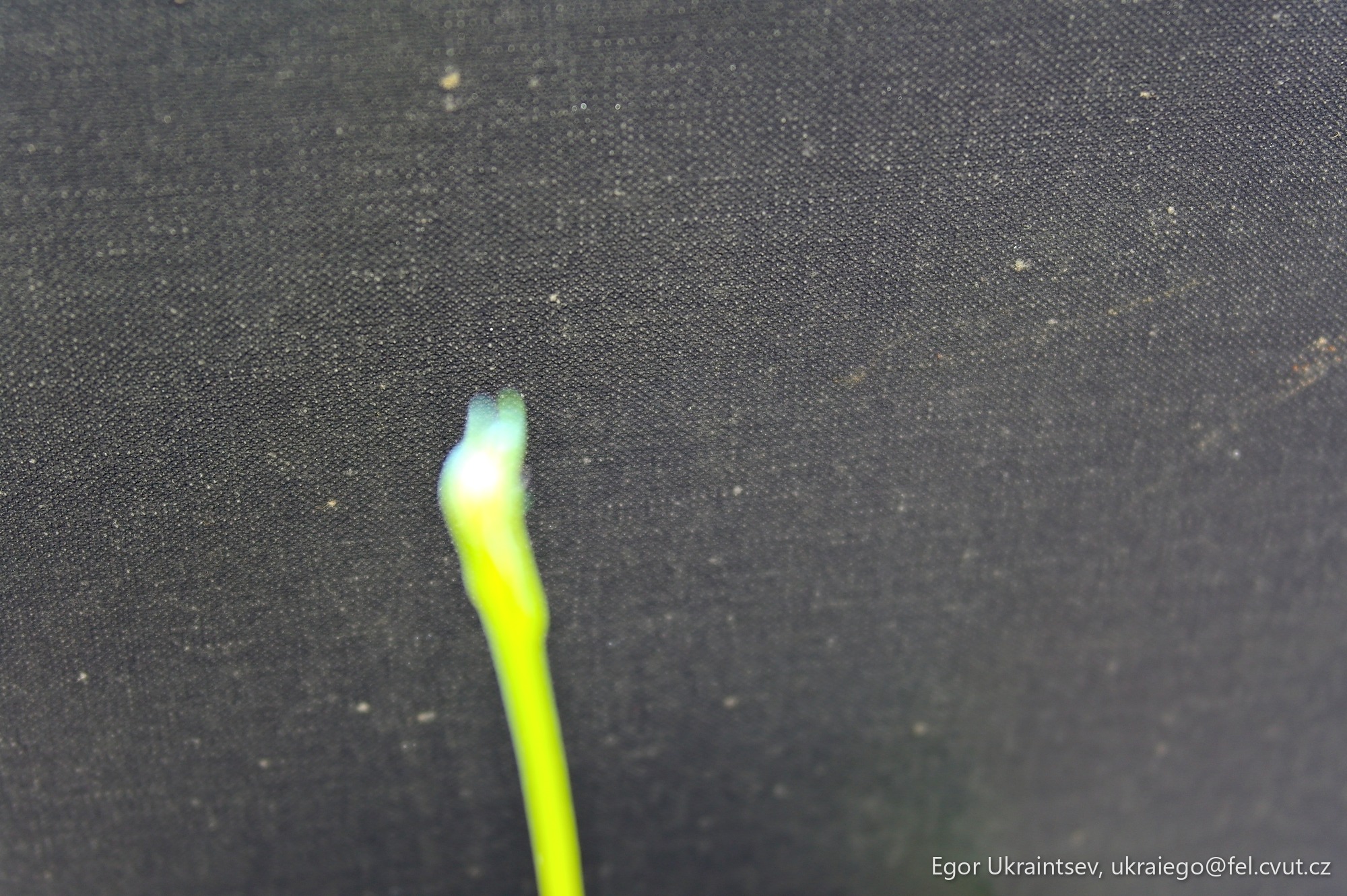 Green tooth on a black