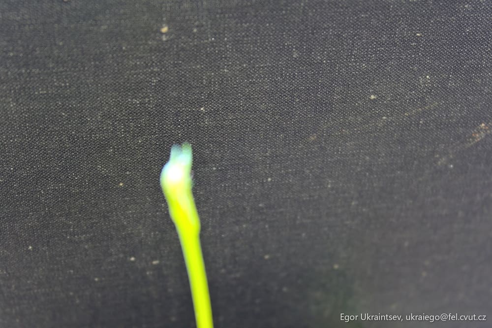 Green tooth on a black