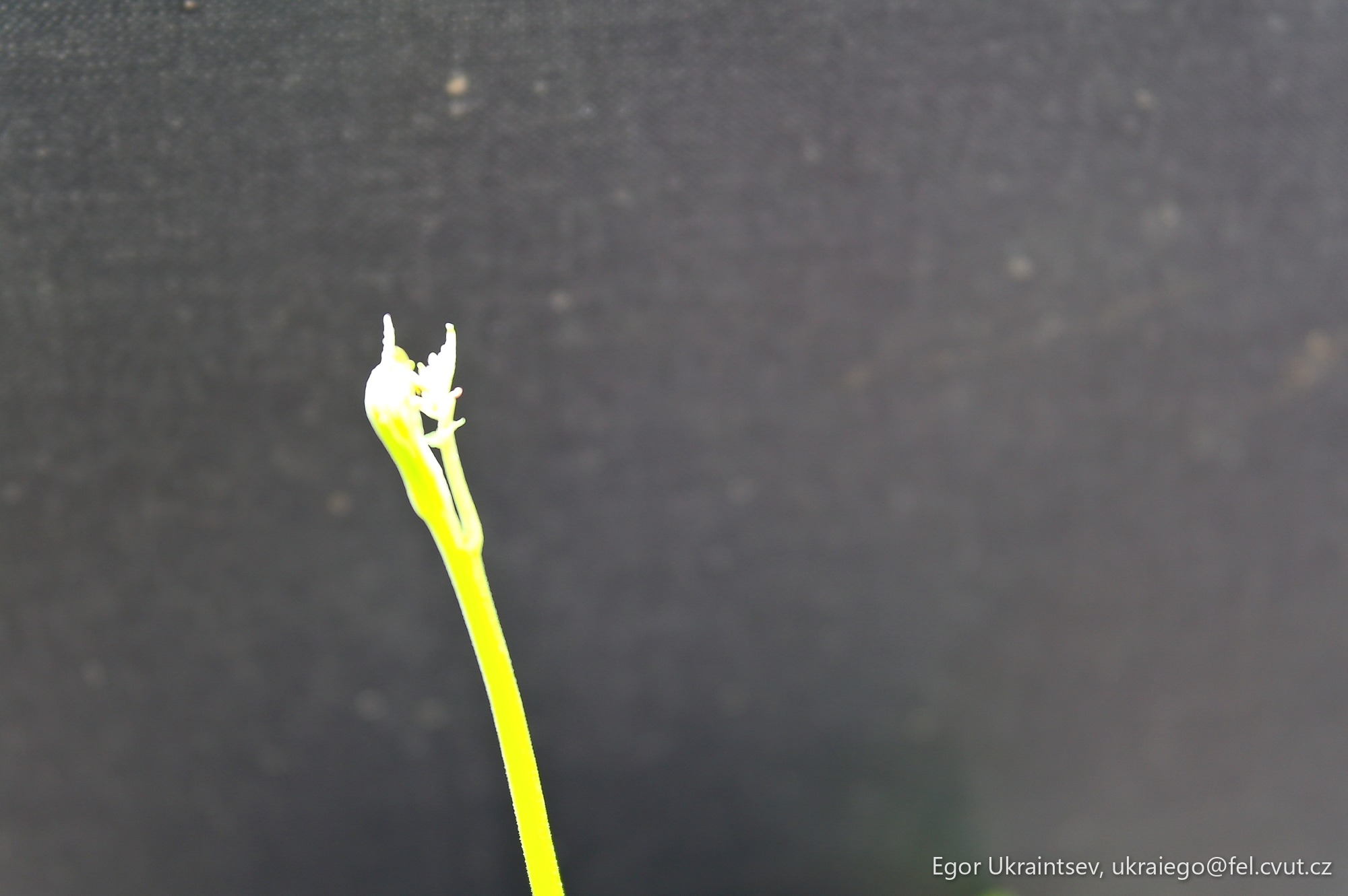 Flower on a black