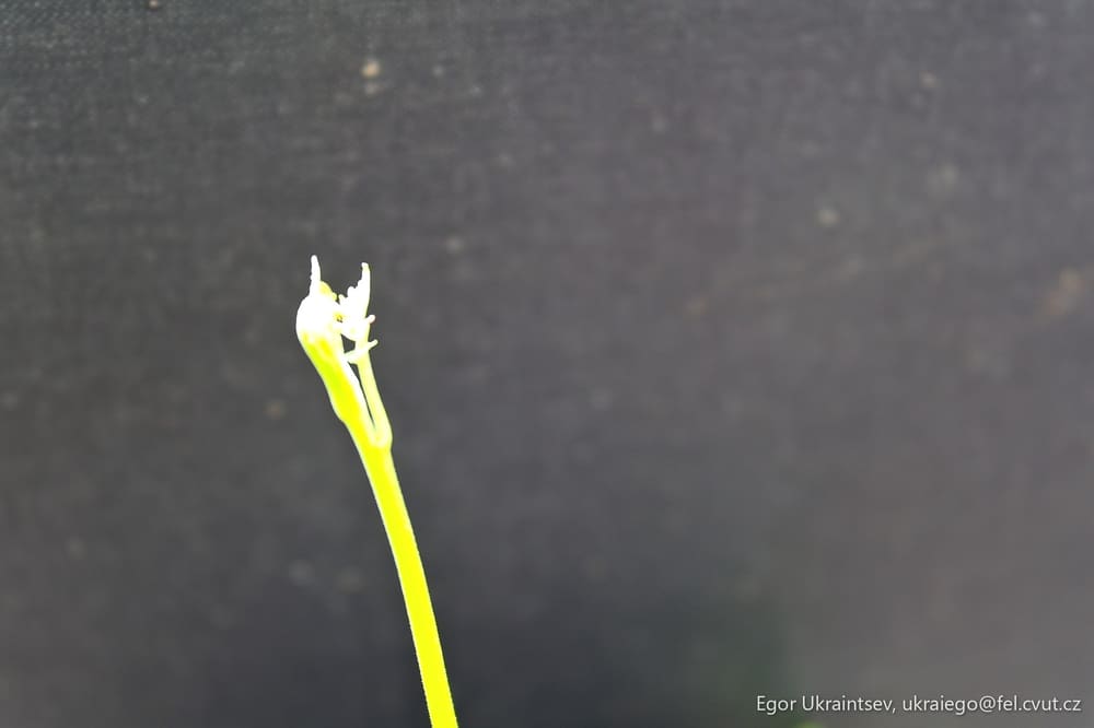 Flower on a black