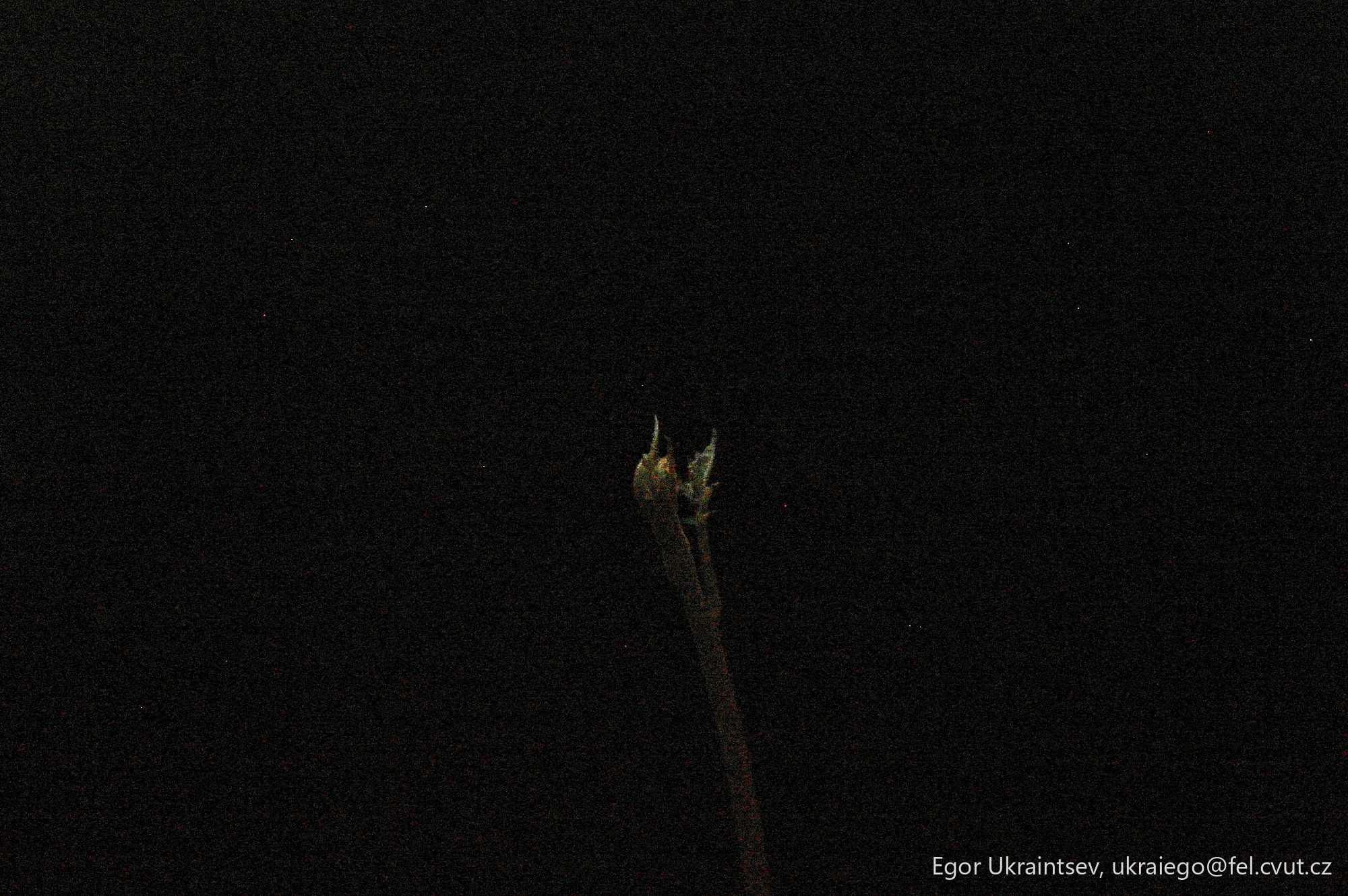 Bird perched on a branch