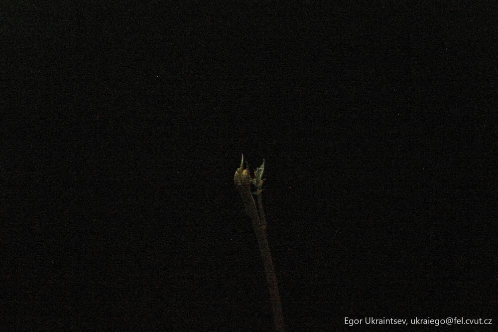 Bird perched on a branch