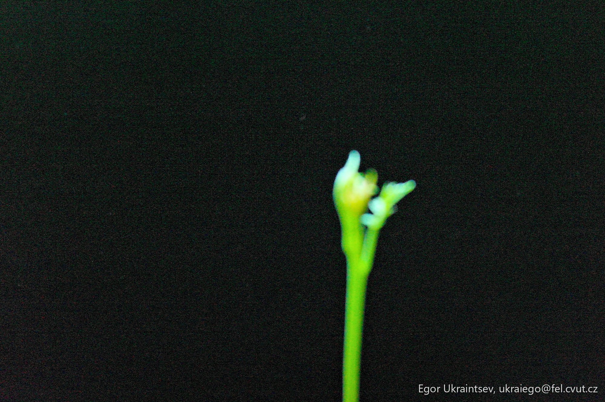Flower on a black