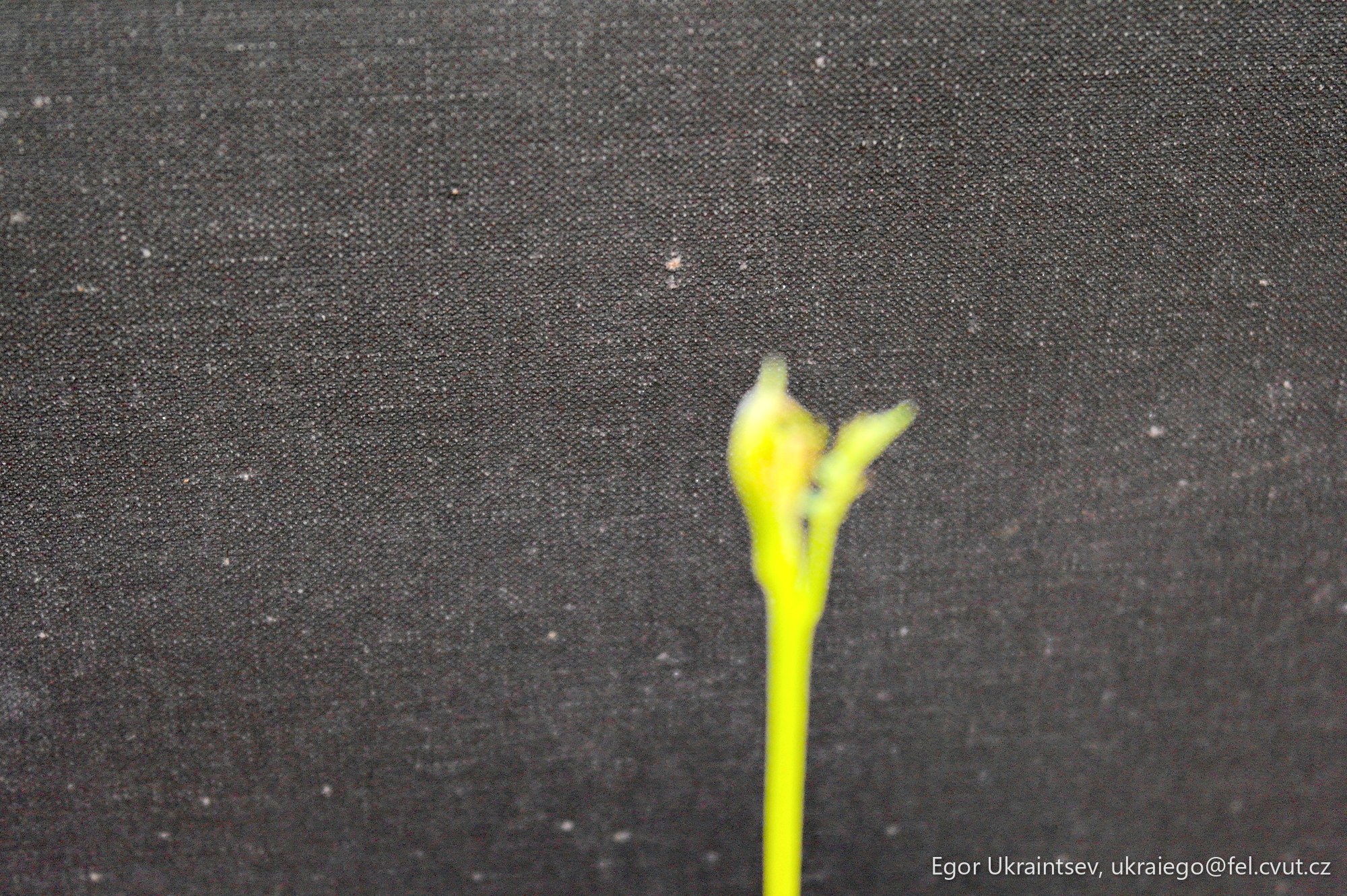 Small plant growing