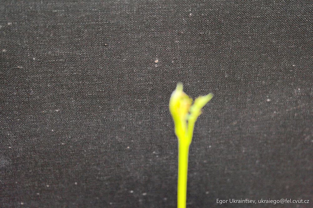 Small plant growing