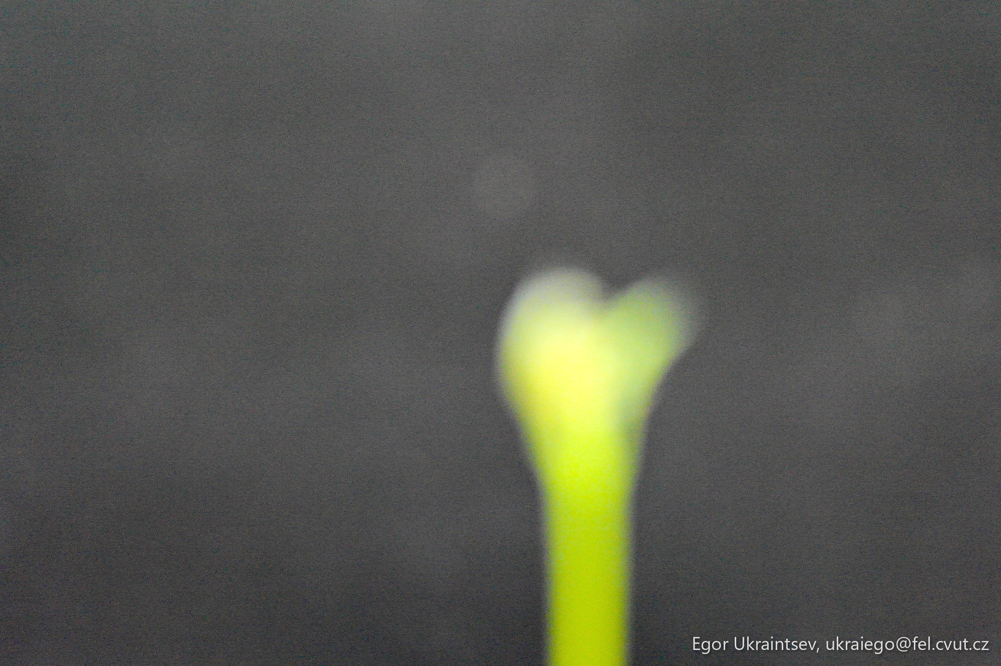 Flower on a black