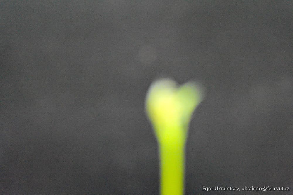 Flower on a black