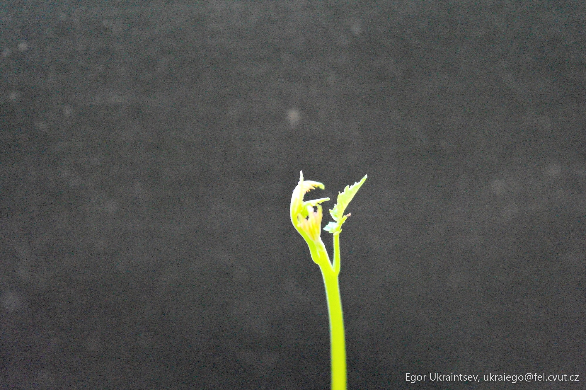 Flower on a black