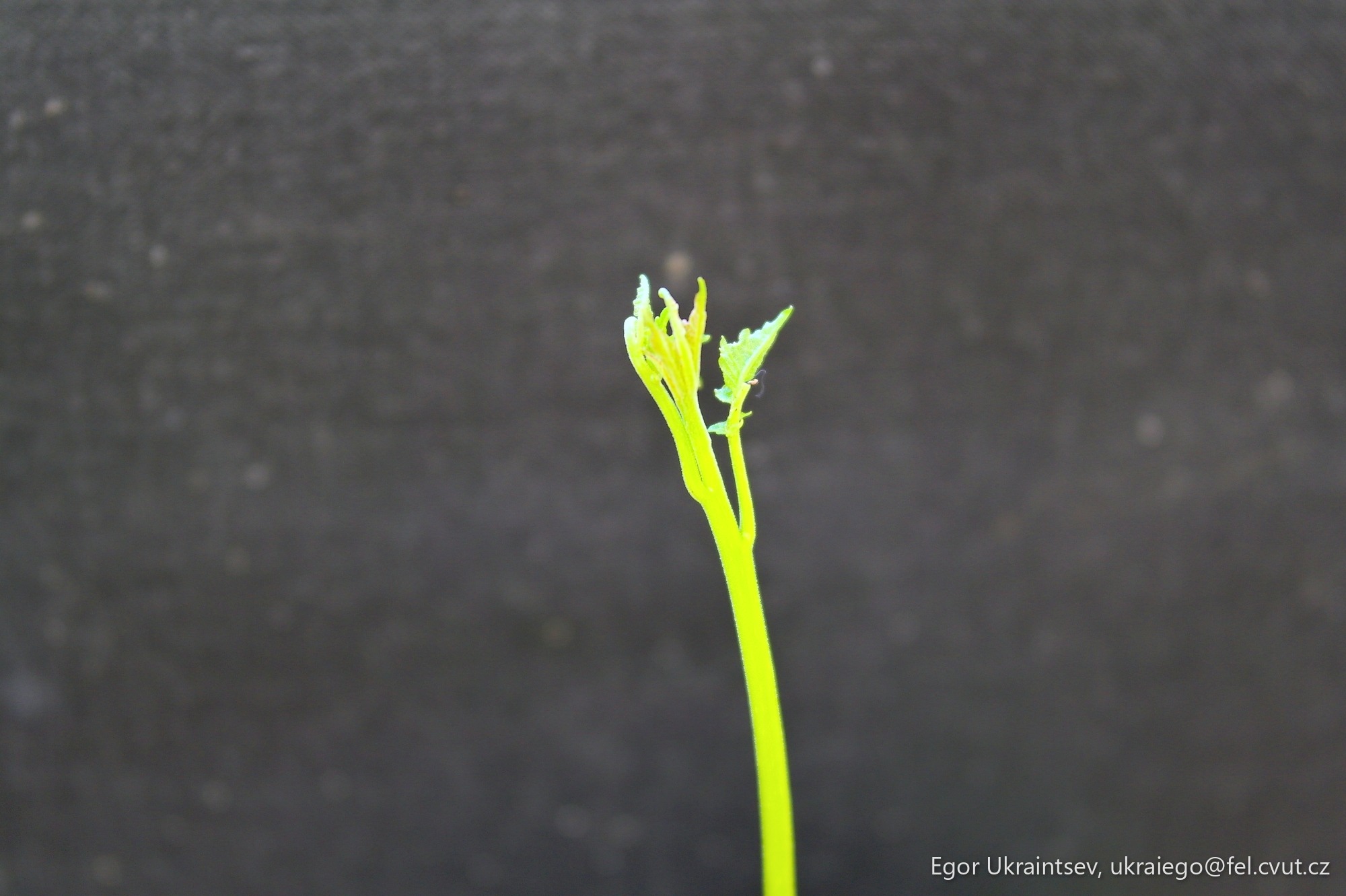 Flower bud on a stem