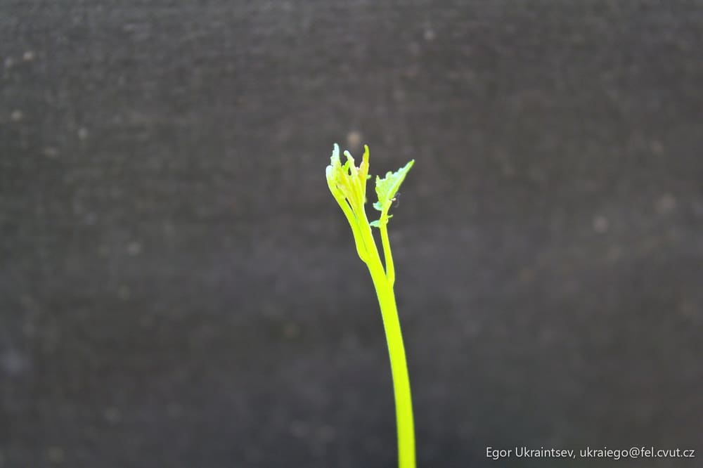 Flower bud on a stem