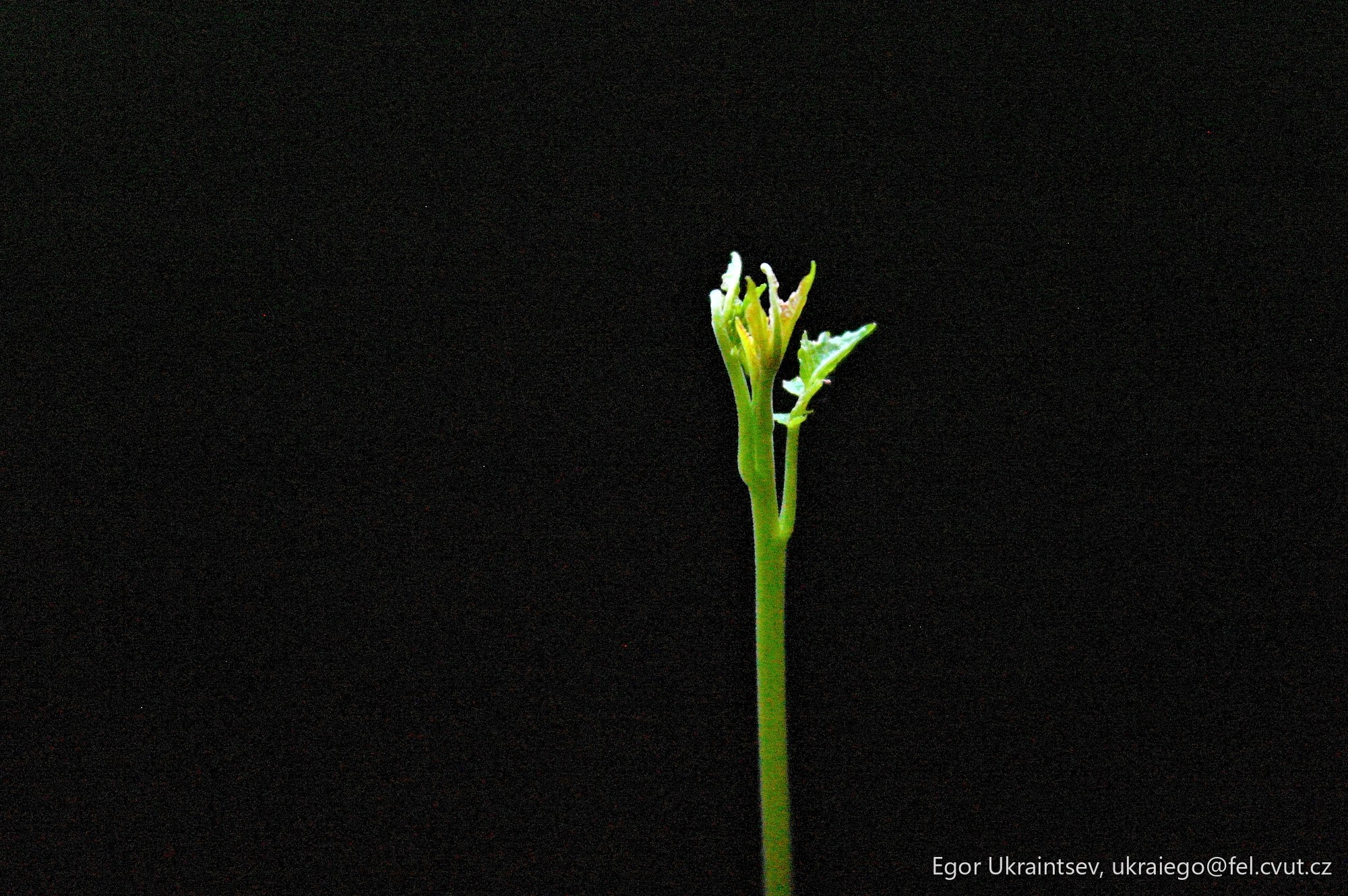 Flower on a black