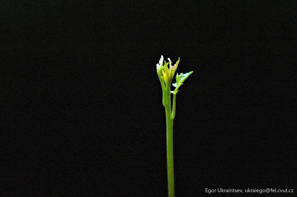 Flower on a black