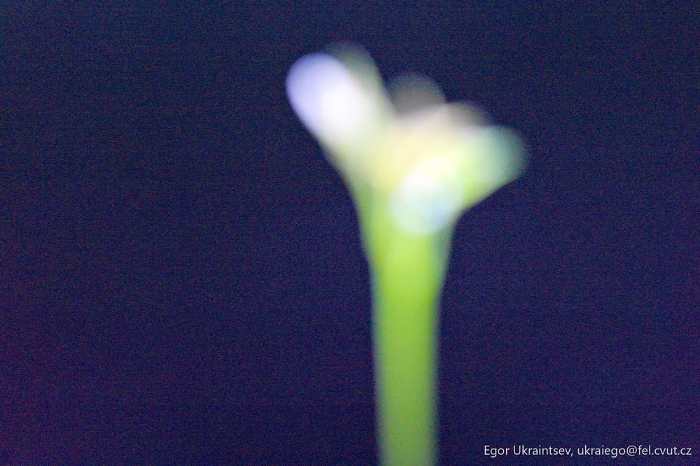 Flower in the dark