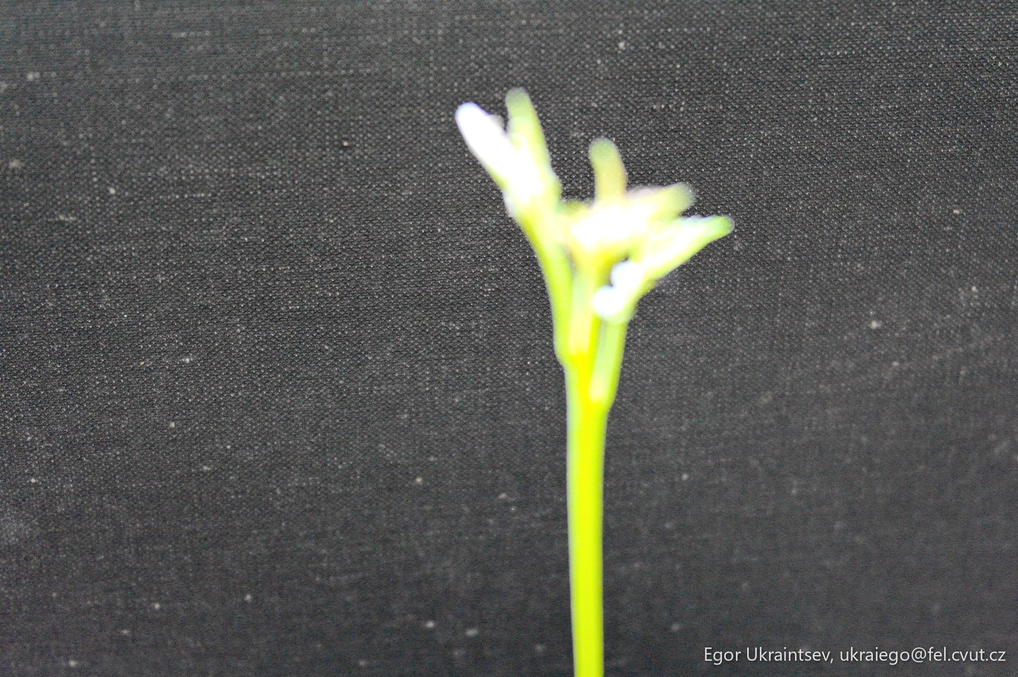 Flower on a black