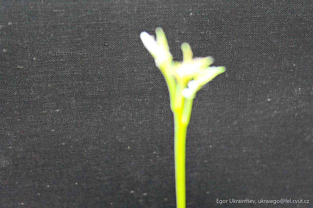 Flower on a black