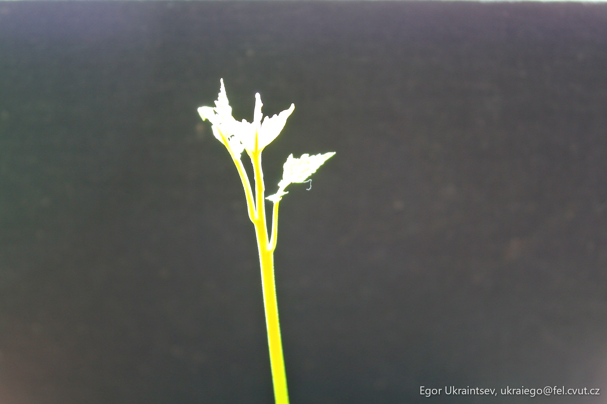 Flower on a black