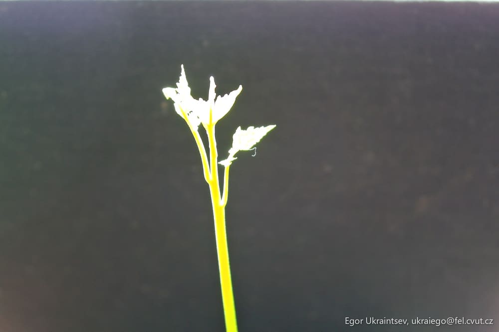 Flower on a black