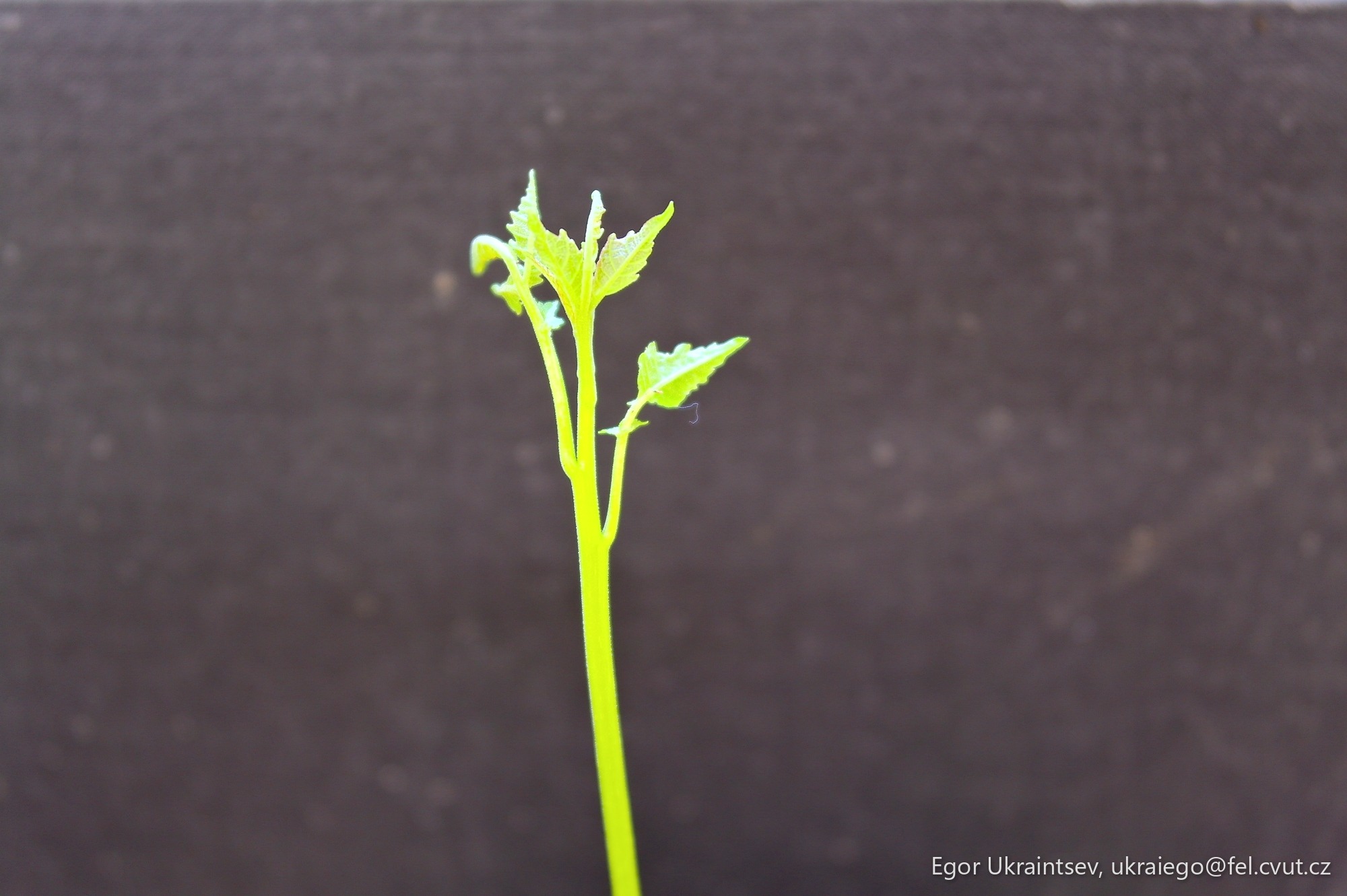 Plant in a pot