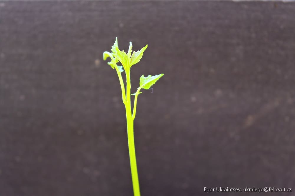 Plant in a pot