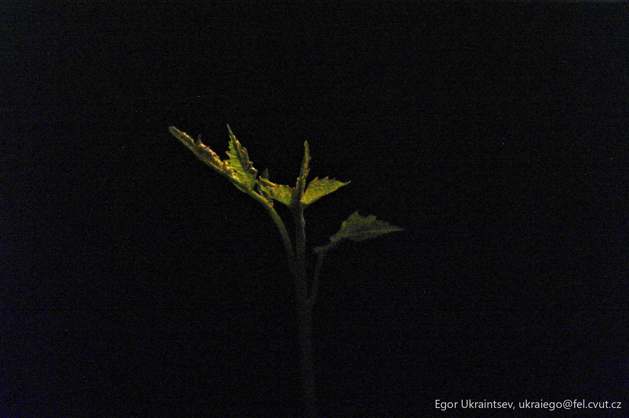 Flower in the dark