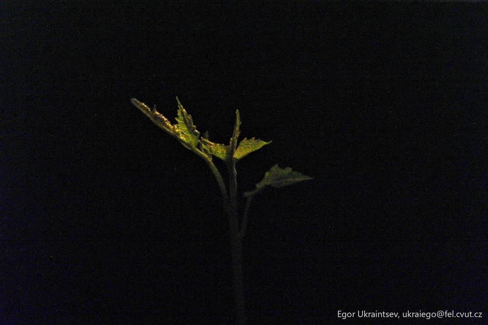 Flower in the dark