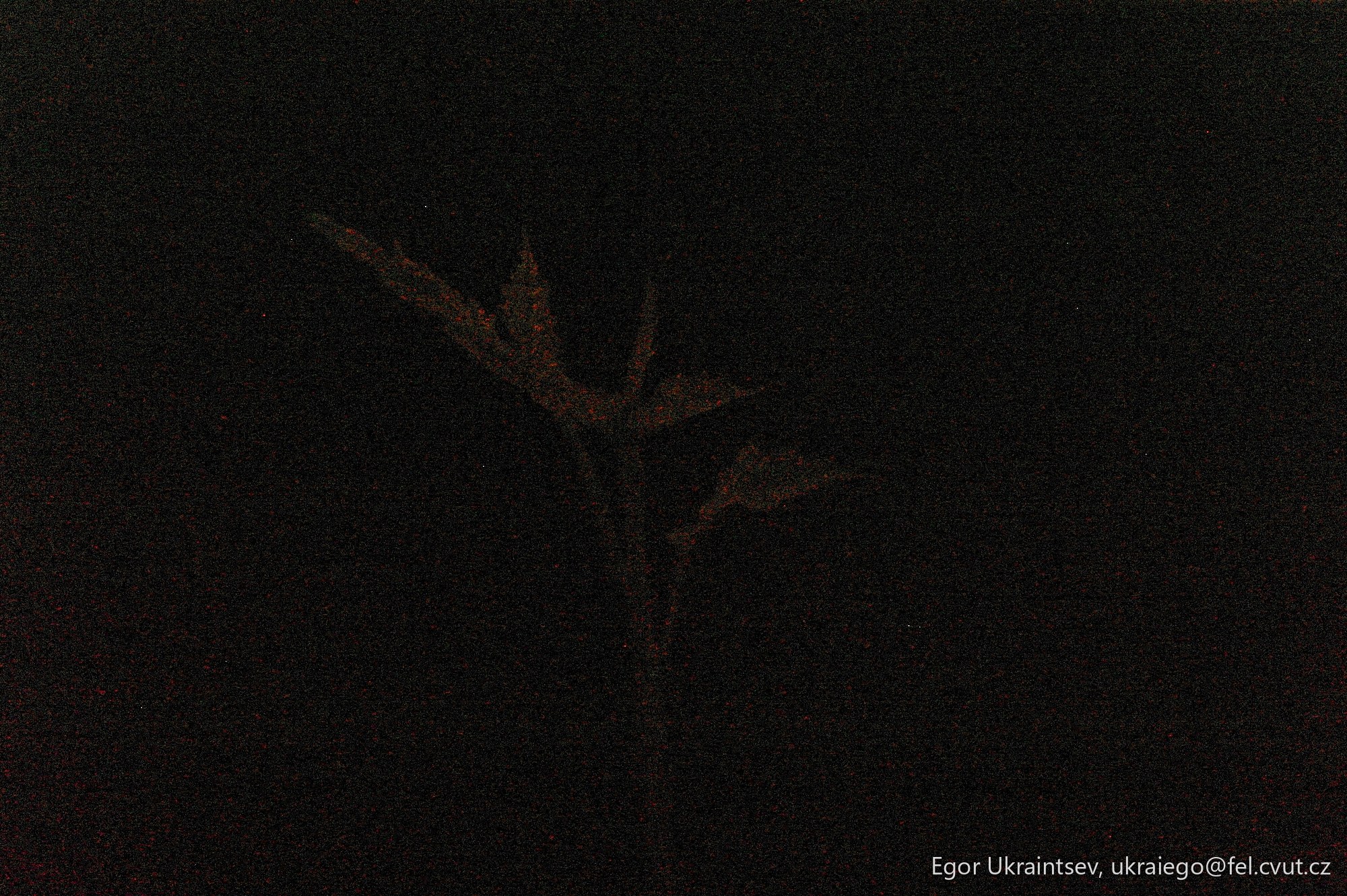 Bird flying in the night