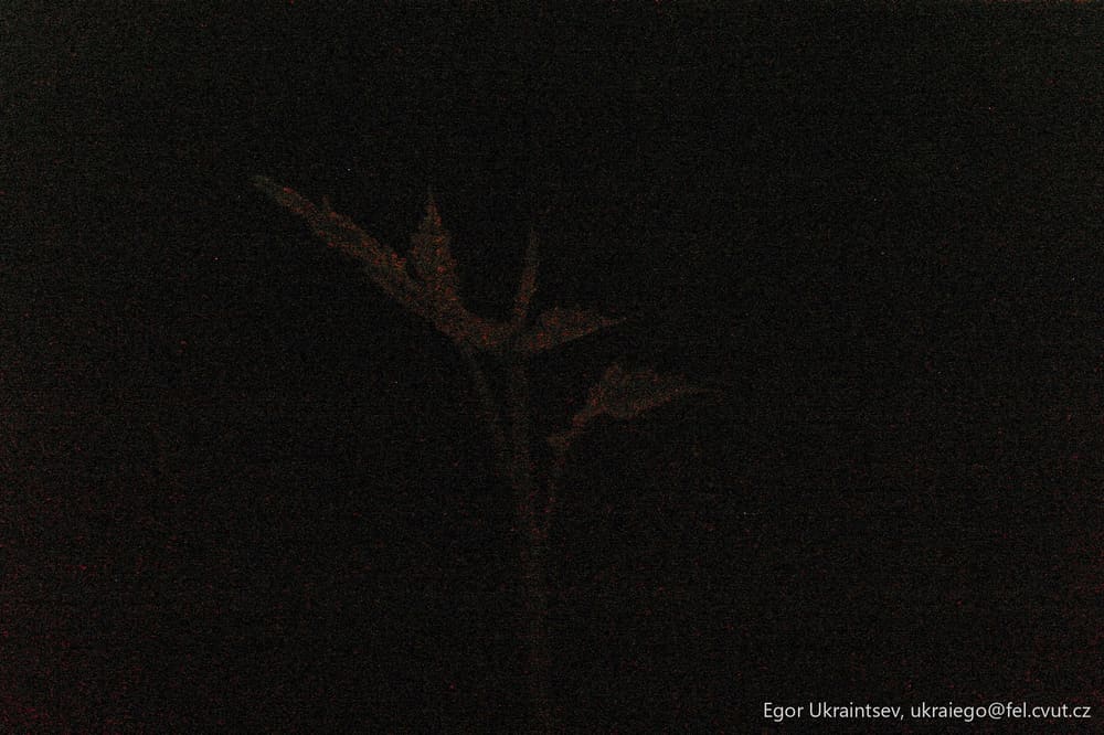 Bird flying in the night