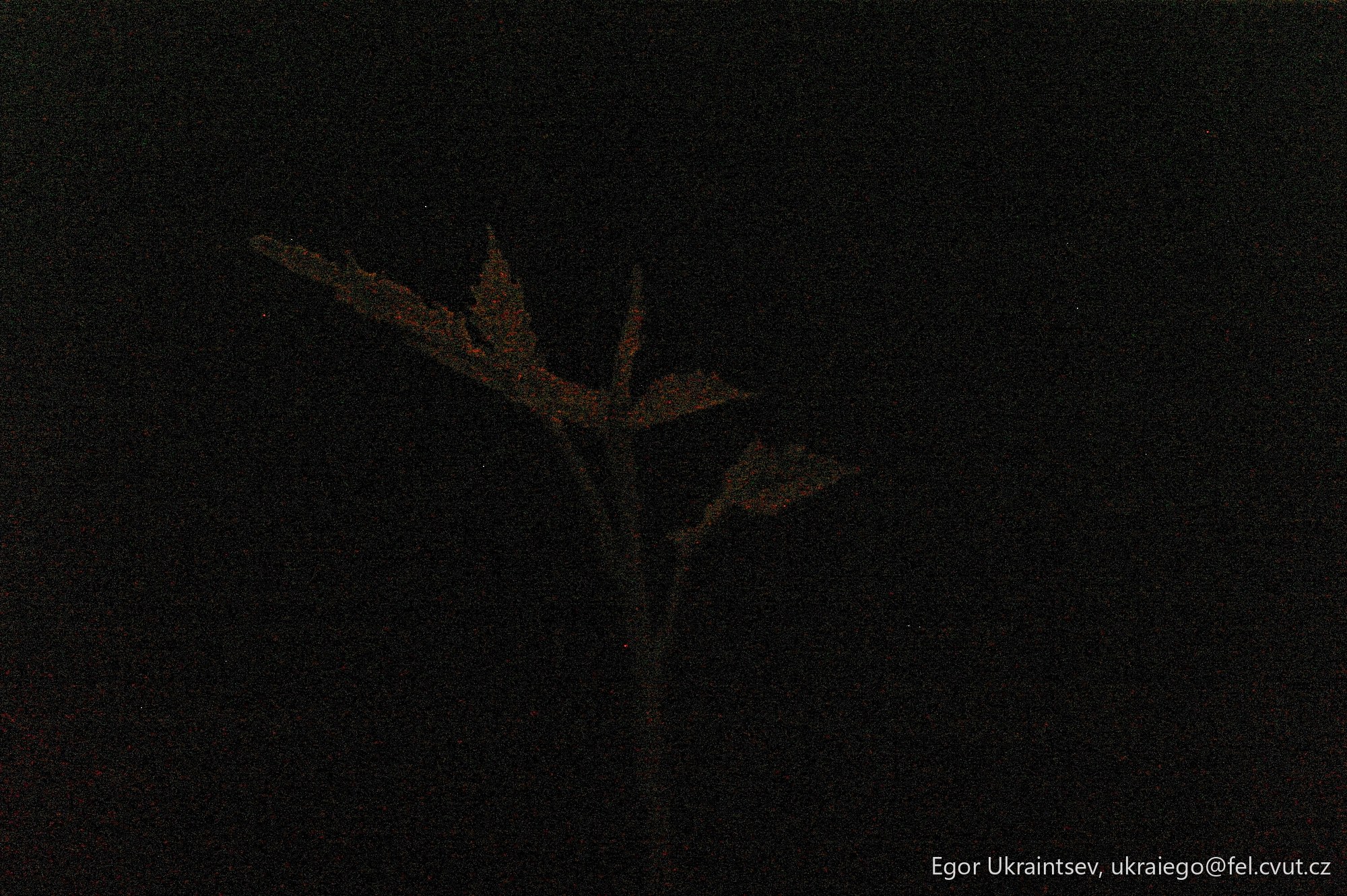 Flower in the dark